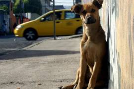 Perros callejeros no tienen la culpa, es el abandono y la desidia; dice activista de Saltillo