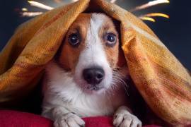 El ruido intenso puede provocar agitación e intentos de escape en perros y gatos, por lo que se recomienda mantener cerradas posibles rutas de salida durante los festejos patrios.