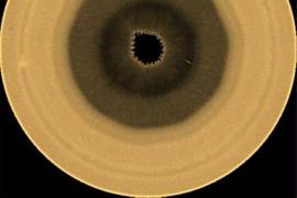 Esta foto proporcionada por NASA/ESA/A. Sánchez Lavega (Universidad del País Vasco) muestra un patrón de nubes en el polo sur de Saturno, el sábado 29 de agosto de 2026. (NASA/ESA/A. Sánchez Lavega, Universidad del País Vasco, EHU, vía AP)