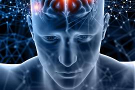 El cerebro realiza la poda sináptica durante toda la vida pues es una tarea de mantenimiento esencial.
