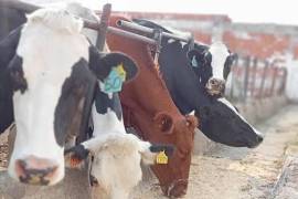 Consideró que esta situación afectará directamente a los productores y consumidores locales de forraje.