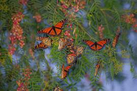 Las mariposas se encontraban perchadas en árboles de pirul y fresno.