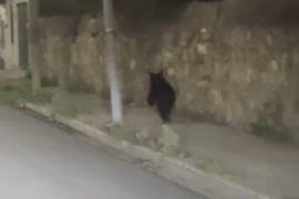 La canción relata desde la perspectiva del propio oso su llegada a la zona urbana, incorporando referencias a Saltillo y reflexiones sobre la pérdida de áreas verdes, un tema que generó comentarios entre los usuarios de redes sociales.