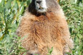 Unos científicos de la Universidad de California Los Ángeles recurrió a la plataforma de suscripción OnlyFans y creo OnlyMarms, para salvar un proyecto de investigación de décadas sobre marmotas,.