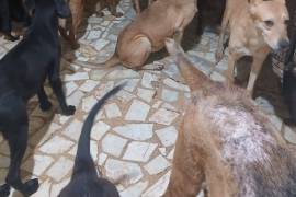 La jornada de esterilización se realizará el domingo 23 de noviembre en el Parque del Chapulín, donde se atenderá a perros y gatos a partir de los cuatro meses de edad.