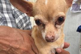 La dependencia mantiene un programa de rescate y resguardo de caninos en situación de abandono en la vía pública.
