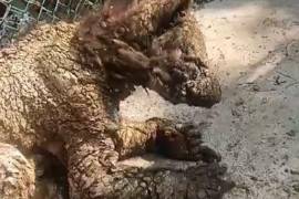 La Procuraduría Federal de Protección al Ambiente (Profepa) trasladó por vía aérea a la osa “Mina” a las instalaciones de la Fundación Invictus, en Hidalgo, para recibir atención intensiva, luego de que especialistas concluyeron que su estado de salud “es extremadamente delicado”.