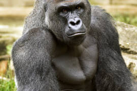 Piden investigar a zoológico que sacrificó a gorila; acusan negligencia