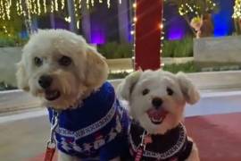 La clave para proteger a las mascotas es la corresponsabilidad social de toda la sociedad.