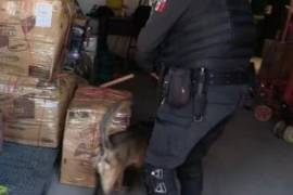 Binomio canino halla droga en la Central de Autobuses de Monterrey