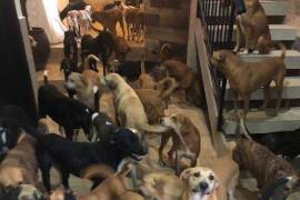 Voluntarios y autoridades del estado pusierona salvo a perritos del refugio “Cachorrilandia”