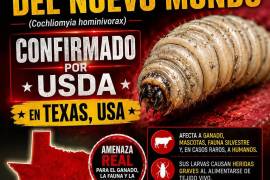 El primer caso en Texas fue detectado en un becerro de tres semanas en el condado de Zavala, cerca de Eagle Pass.