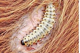 Según datos del Senasica, México acumula 13 mil 35 casos del gusano barrenador a partir de la llegada de la plaga al País.