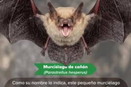 Ocho especies de murciélagos fueron documentadas durante una investigación de campo en Maderas del Carmen.