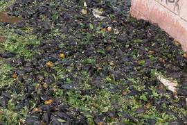 Decenas de aves sin vida quedaron esparcidas en calles y banquetas de Lerdo tras la intensa granizada que azotó la región durante la noche del sábado.