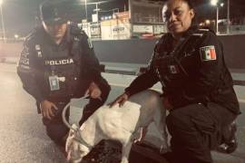 Oficiales aseguraron al can para evitar un accidente en la vialidad.