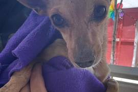 Durante mayo, la ciudadanía puede acceder gratuitamente a la vacuna antirrábica para perros y gatos.
