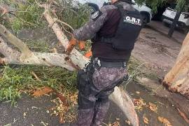 Brigadas del Municipio se dieron a la tarea de retirar los árboles derribados por el viento.