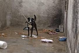 Lomitos al Rescate compartió esta foto de un perrito en un patio de Ramos Arizpe.