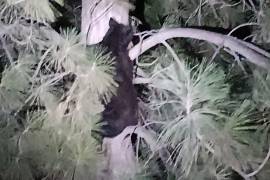 El oso huyó a un árbol.