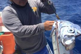 ¿Más tragedias para este 2020?... avistan pez remo relacionado con catástrofes en Cozumel (video)