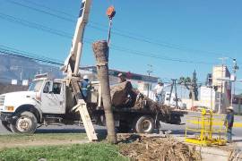 Personal municipal retiró palmas y vegetación dañada en distintos puntos de Saltillo como parte de las acciones implementadas tras las recientes lluvias.