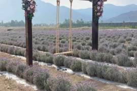 Los campos de lavanda de la Huerta Manzanares retomarán sus visitas de manera gradual.