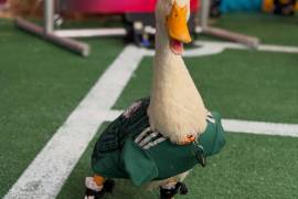 Figura. ‘Merlín’ se convirtió en una sensación digital gracias a las publicaciones que lo mostraron acompañando a aficionados de la Selección Mexicana.