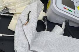 Con ayuda de instrumental médico especializado, la especialista logró retirar por completo el ciempiés que provocaba las molestias de la menor, quien posteriormente quedó fuera de peligro tras la intervención.