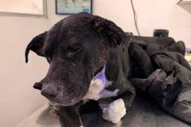 ”Colitas” es uno de los seis casos de gusano barrenador en perros en Saltillo; rescatista pide apoyo para su atención médica.
