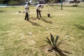 Una de las actividades de servicio comunitario es la reforestación de plazas y parques.