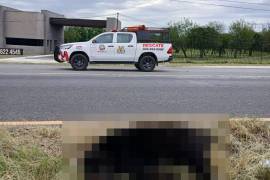 El cuerpo del oso arrollado estaba a la altura del kilómetro 213 de la Carretera Nacional por el municipio de Montemorelos, Nuevo León
