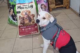 Con una aportación mensual de 100 pesos, la iniciativa busca garantizar la alimentación y los cuidados médicos de perros y gatos que permanecen bajo el resguardo del colectivo independiente.