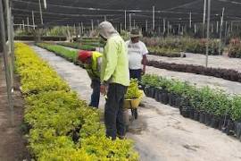 El Vivero Municipal de Saltillo iniciará una nueva etapa de modernización que incluirá un banco de germoplasma para producir plantas desde la semilla y fortalecer la reforestación de la ciudad.