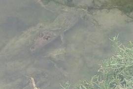Cocodrilos causan temor en Río Pesquería en Nuevo León