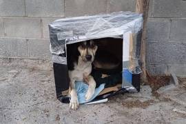 Gracias a la colaboración de la comunidad, varios perros de la calle ya cuentan con un refugio para protegerse del frío.