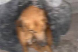 La propietaria de ‘Rocky’ lo encontró sin vida y con un cable en el cuello, cuando acudió a alimentarlo a casa de su padre, en Torreón, Coahuila.