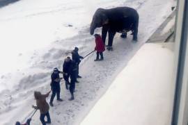 2 elefantes se escapan de circo para pasearse por la ciudad