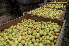 Da pizca de manzana en Coahuila trabajo a dos mil 500 personas