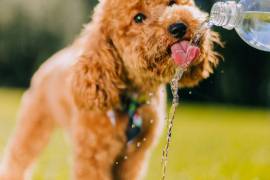 Las altas temperaturas registradas en México elevan el riesgo de golpes de calor en perros y gatos, una emergencia veterinaria que puede poner en peligro su vida en cuestión de minutos.