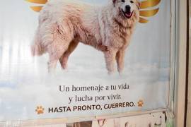 Entre los acuerdos destaca la creación de un monumento y la propuesta de incluir recursos para centros de rescate animal en el presupuesto de 2027.