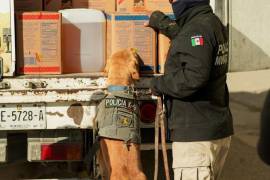 La Unidad Canina de Torreón detectó 2 kilos de marihuana en un paquete en la empresa J&amp;P Express.