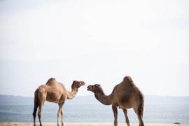 Cuando en Saltillo se vendían camellos