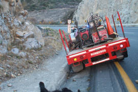 Encuentran muerto a oso negro en carretera a Los Chorros