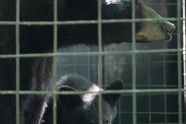 Aumentan avistamientos de osos negros en Coahuila; invitan a protegerlos