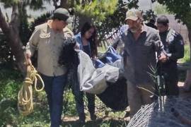 El ejemplar quedó bajo resguardo de la SEMA, donde será valorado por veterinarios antes de definir su reubicación.