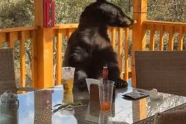 Un oso apareció y se acercó al lugar de la reunión.
