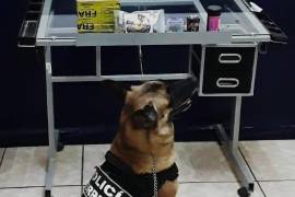 ”Olivia”, elemento canino de la Policía de Torreón, detectó el envoltorio con droga que fue enviado a través de paquetería