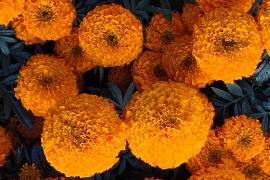 Además de su valor cultural, los pétalos comestibles de esta flor aportan propiedades antioxidantes y digestivas al integrarse en recetas.