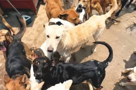 Rescatistas señalaron que los 53 perros encontrados deben ser considerados dentro de la investigación por las condiciones en que fueron localizados.